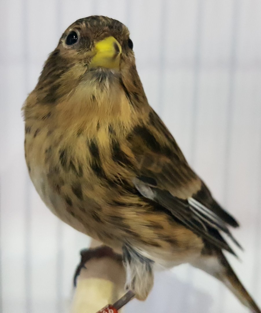 Twite - Linaria flavirostris