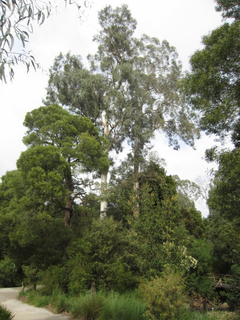Two 150 year old Manna Gums