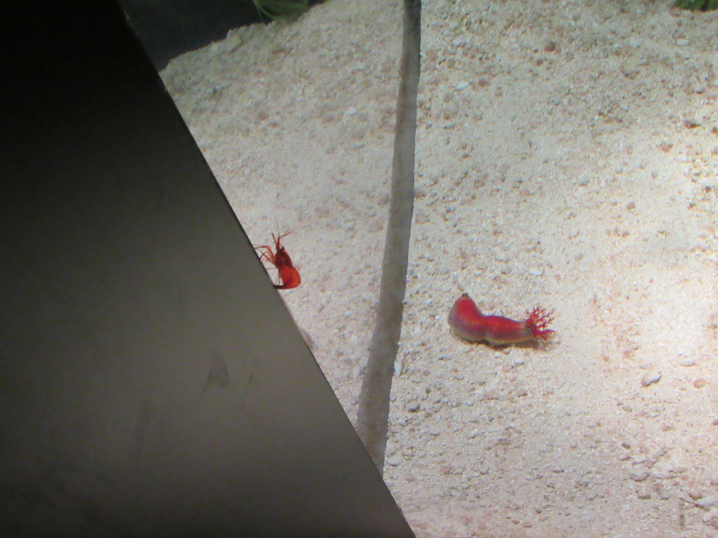 Two Additonal Species in Garden Eel and Shrimpfish Exhibit