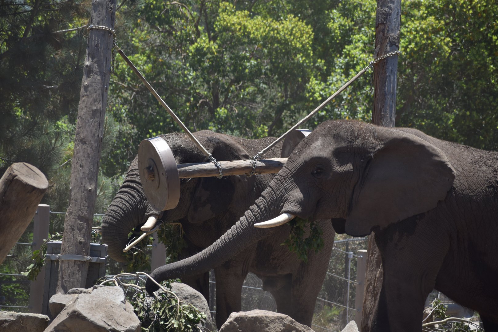 Two African Bush Elephants