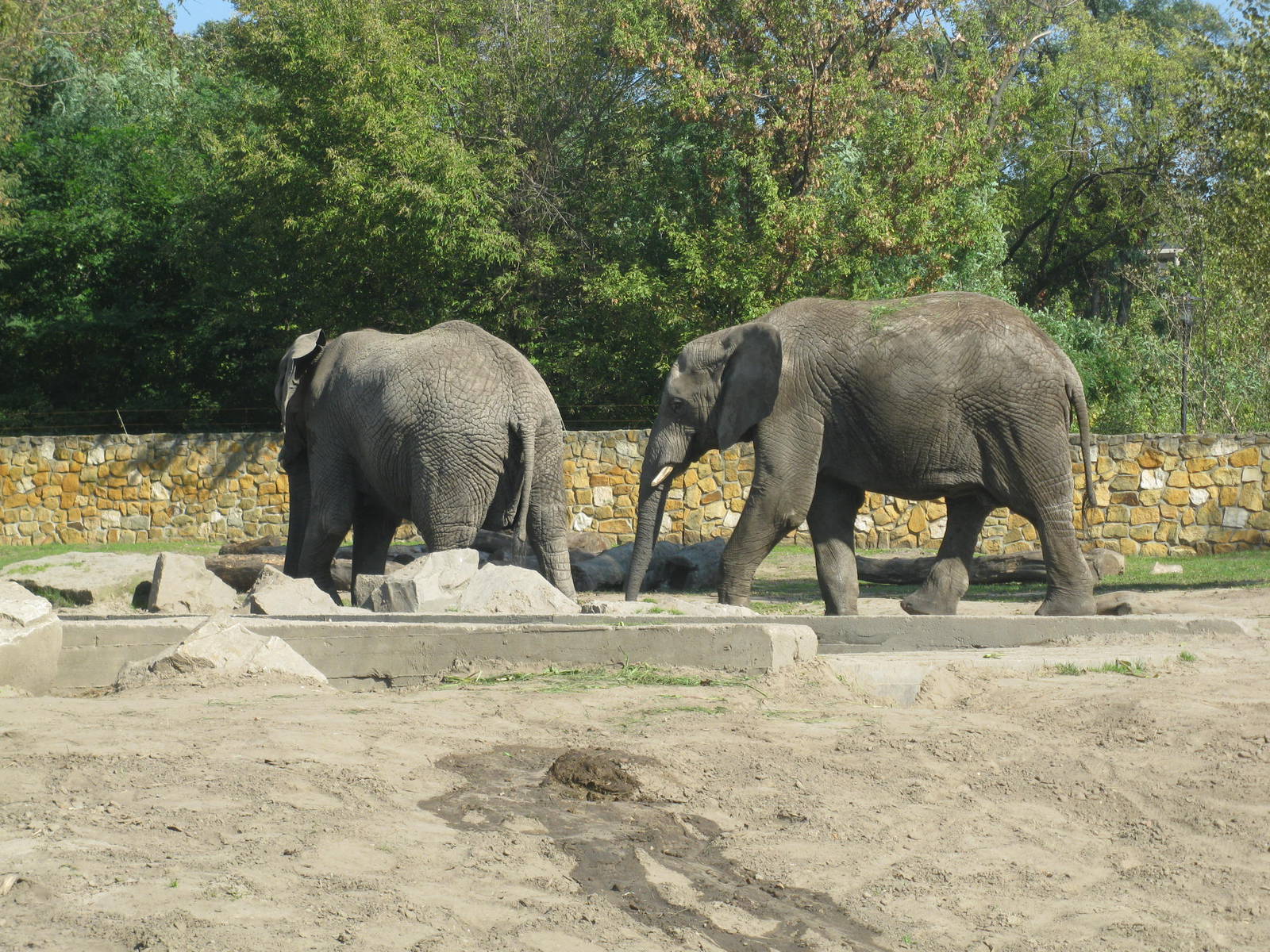Two african elephants