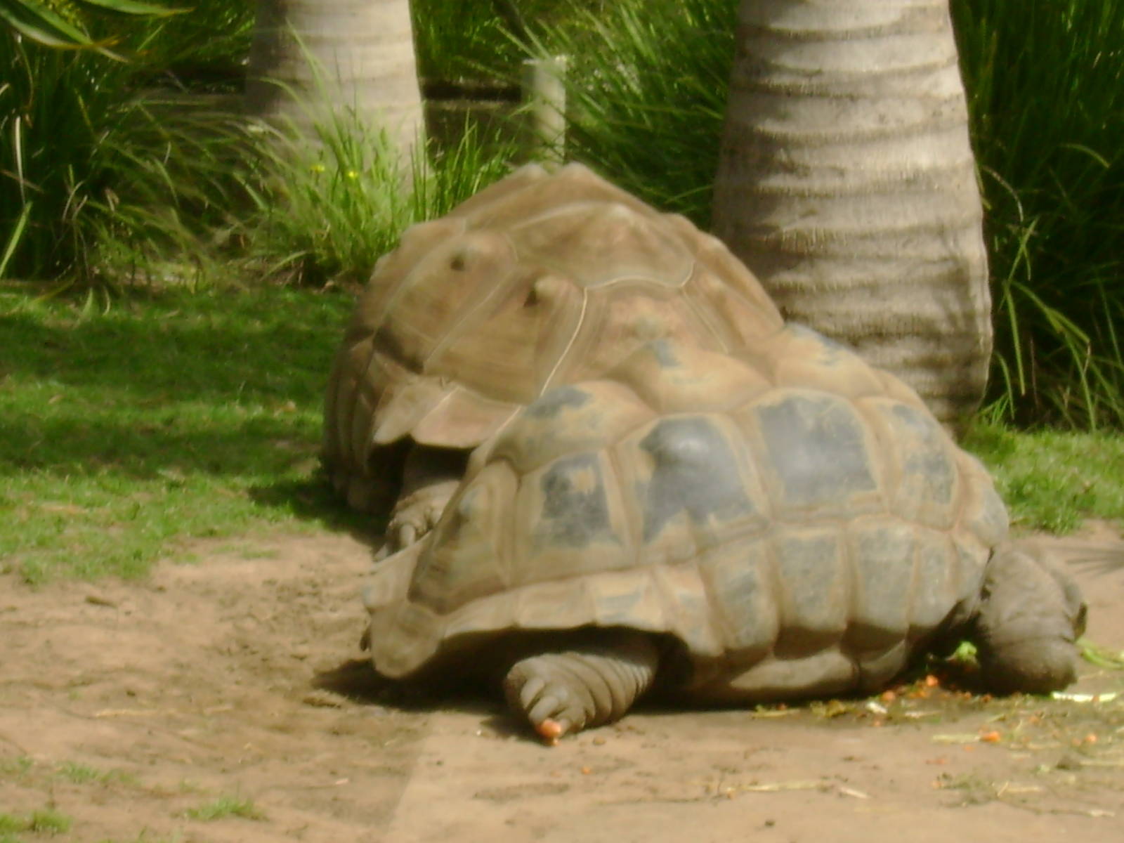Two Aldabra Giant Tortoises (male and female)