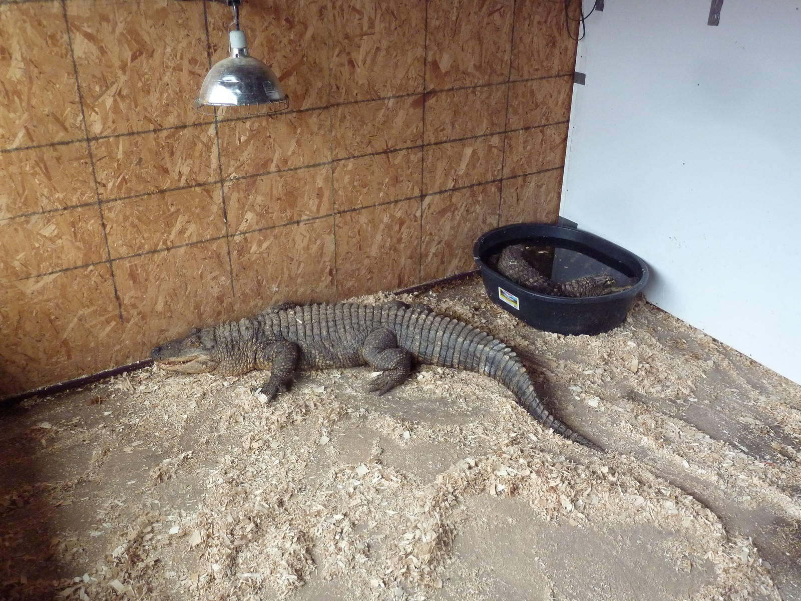 Two American Alligators