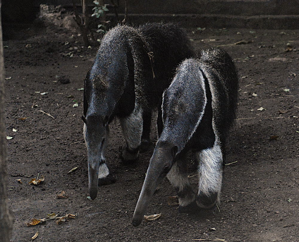 Two Anteaters - Vincennes Zoo 2023