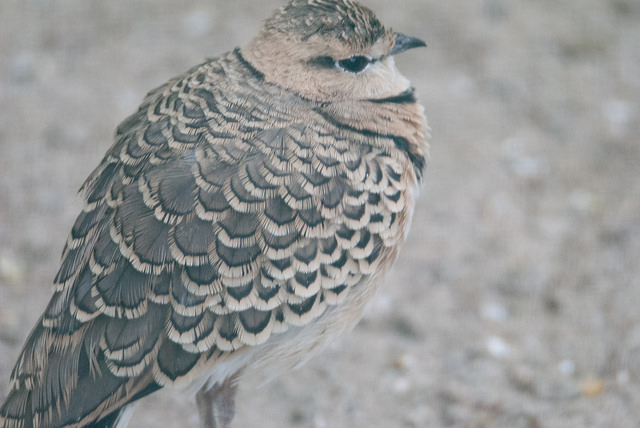 Two-banded courser (Rhinoptilus africanus gracilis)