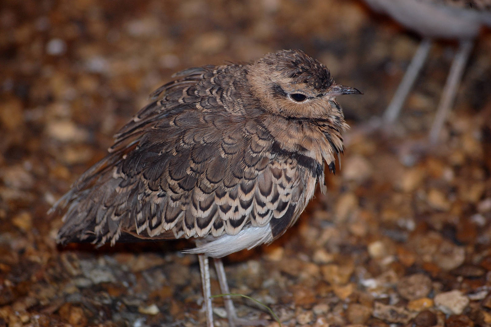 Two Banded Courser