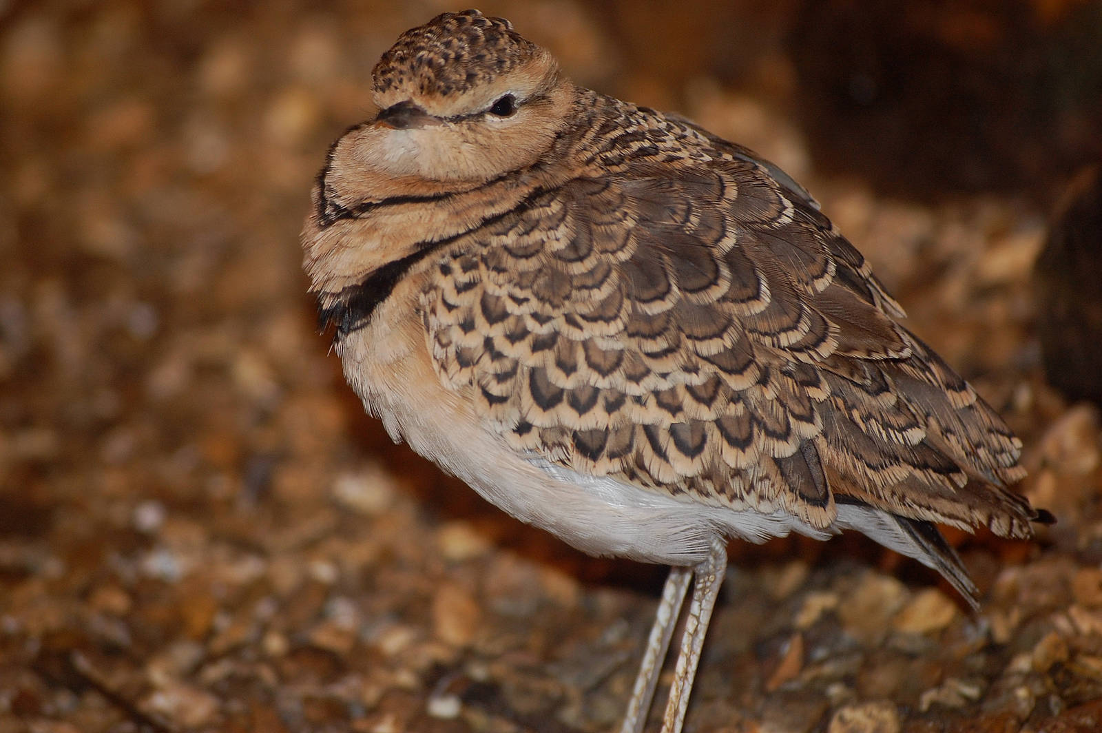 Two Banded Courser