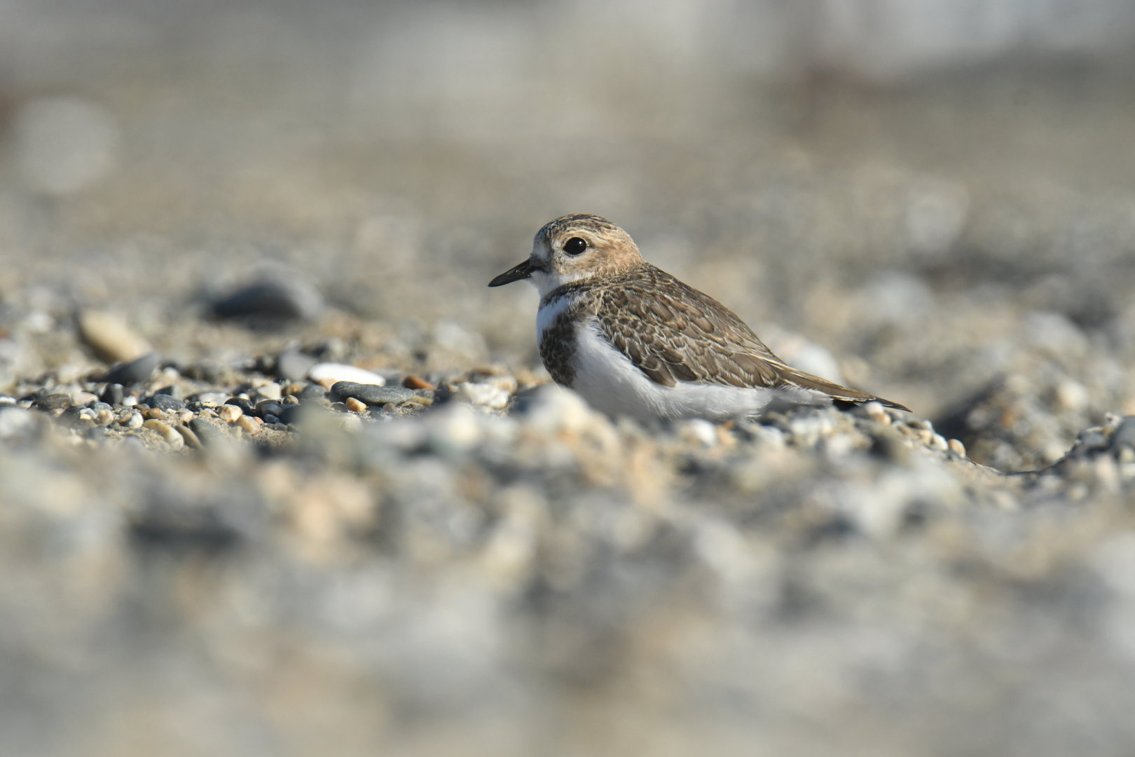 Two-banded Plover Charadrius falklandicus