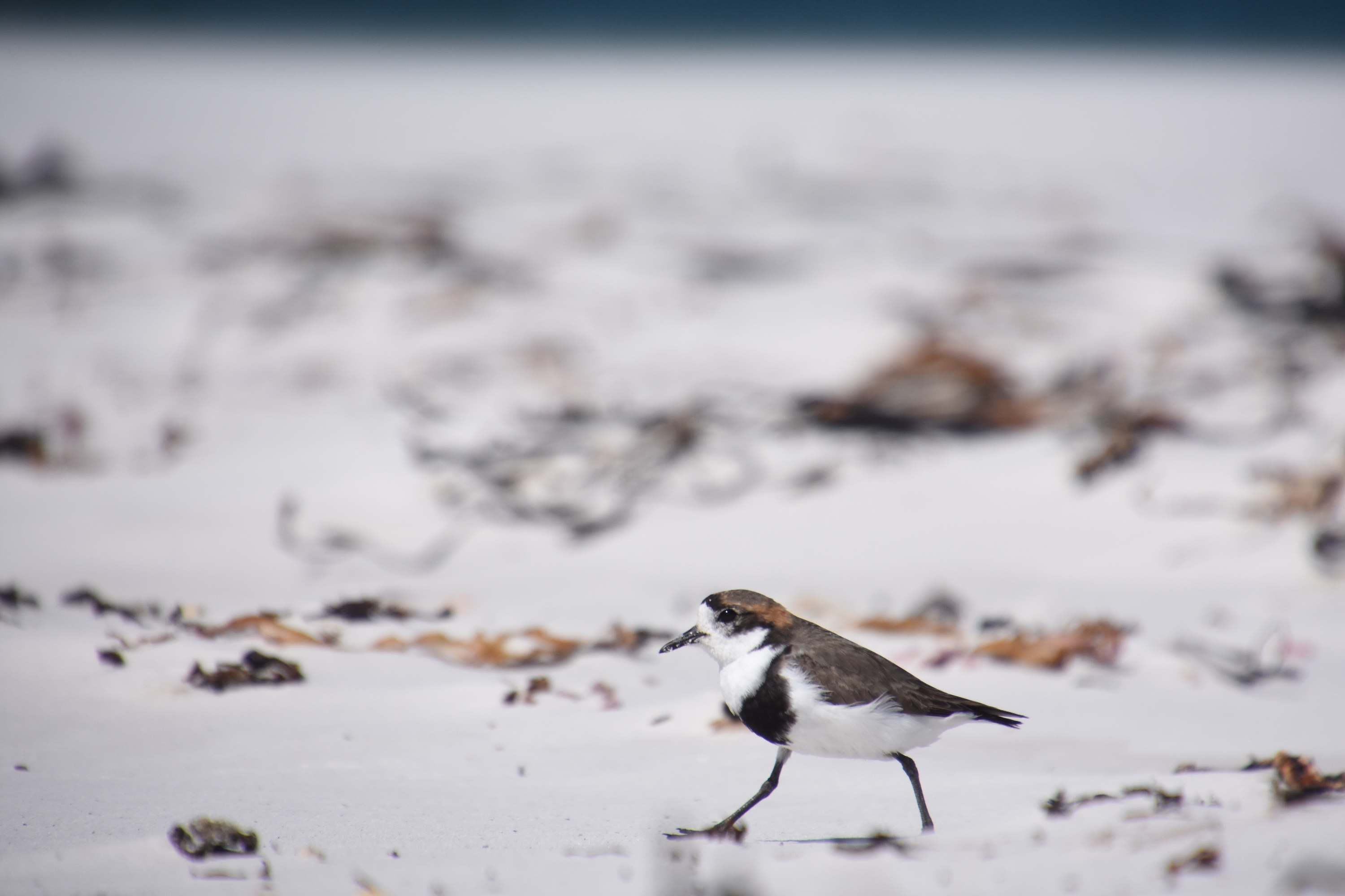 Two-banded plover