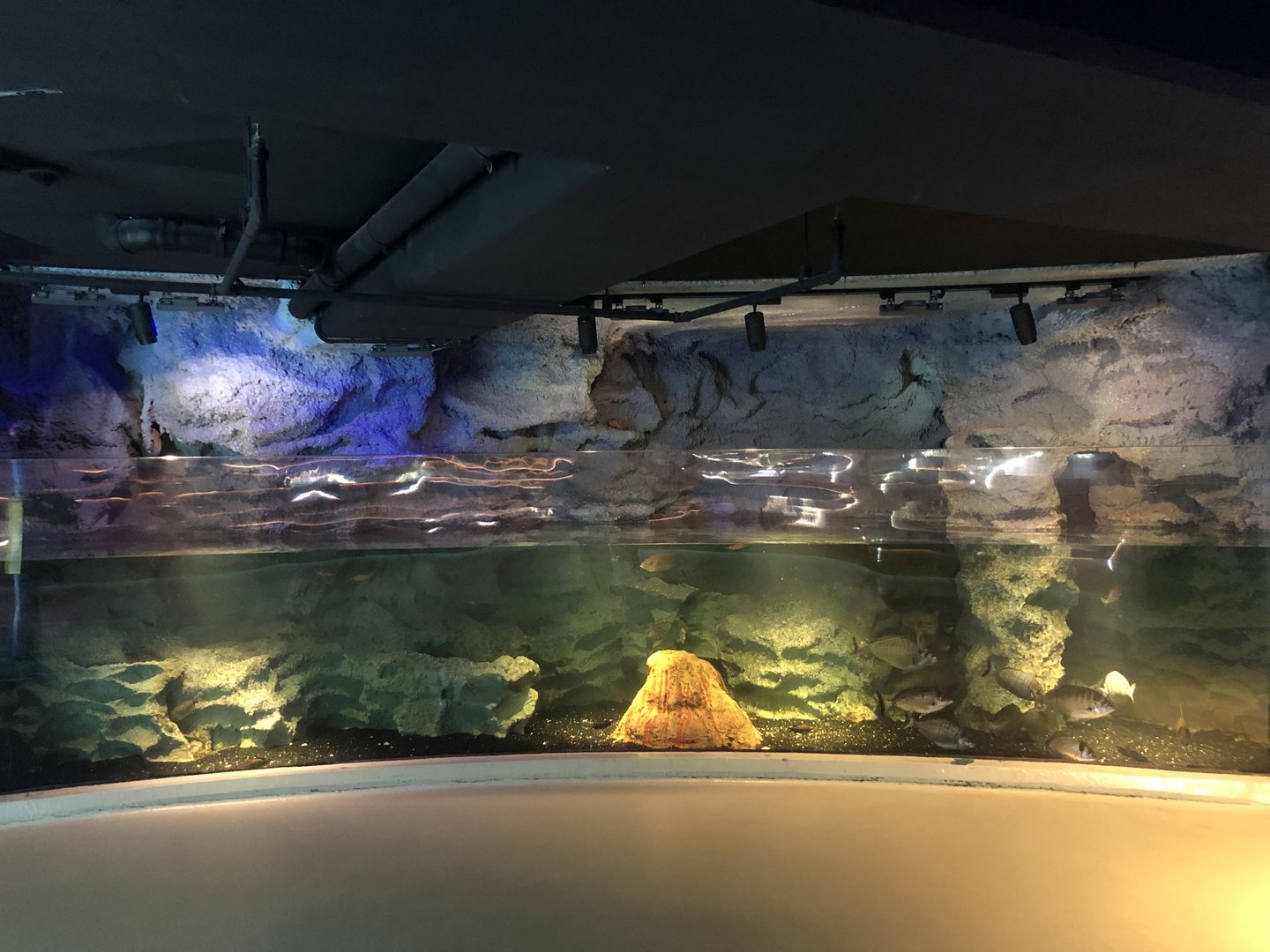 Two-banded sea bream tank at Emaar aquarium