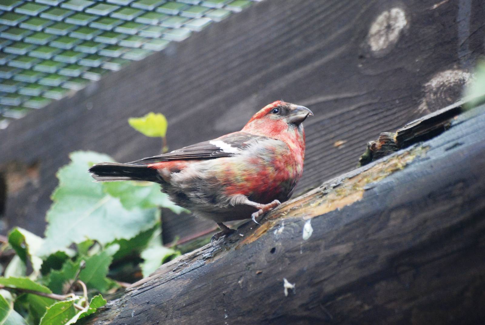 Two-barred Crossbill at Pilsen, 01/09/12