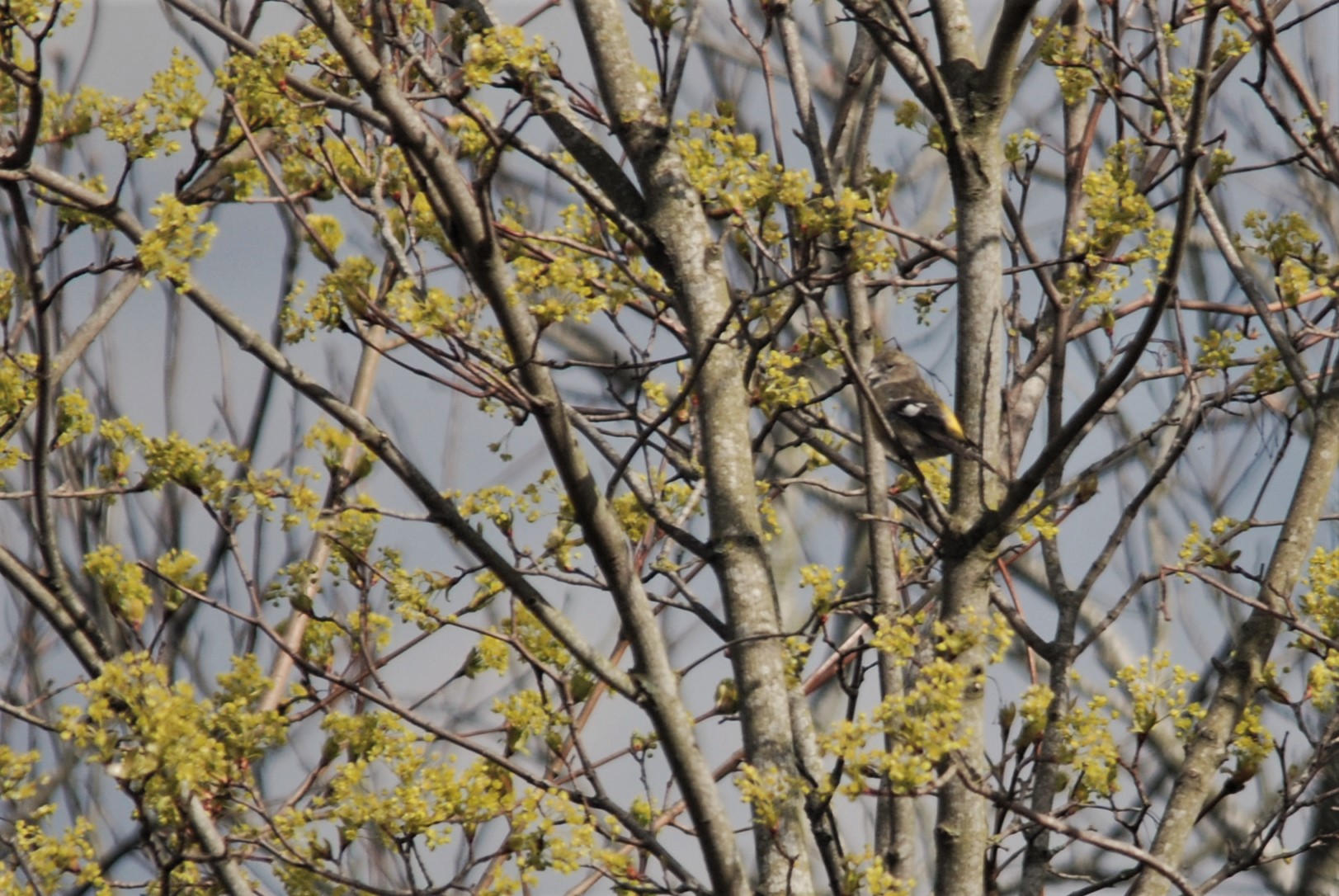 Two-barred Crossbill, Thoresby Pit Top (Sherwood Forest), 11/04/2021