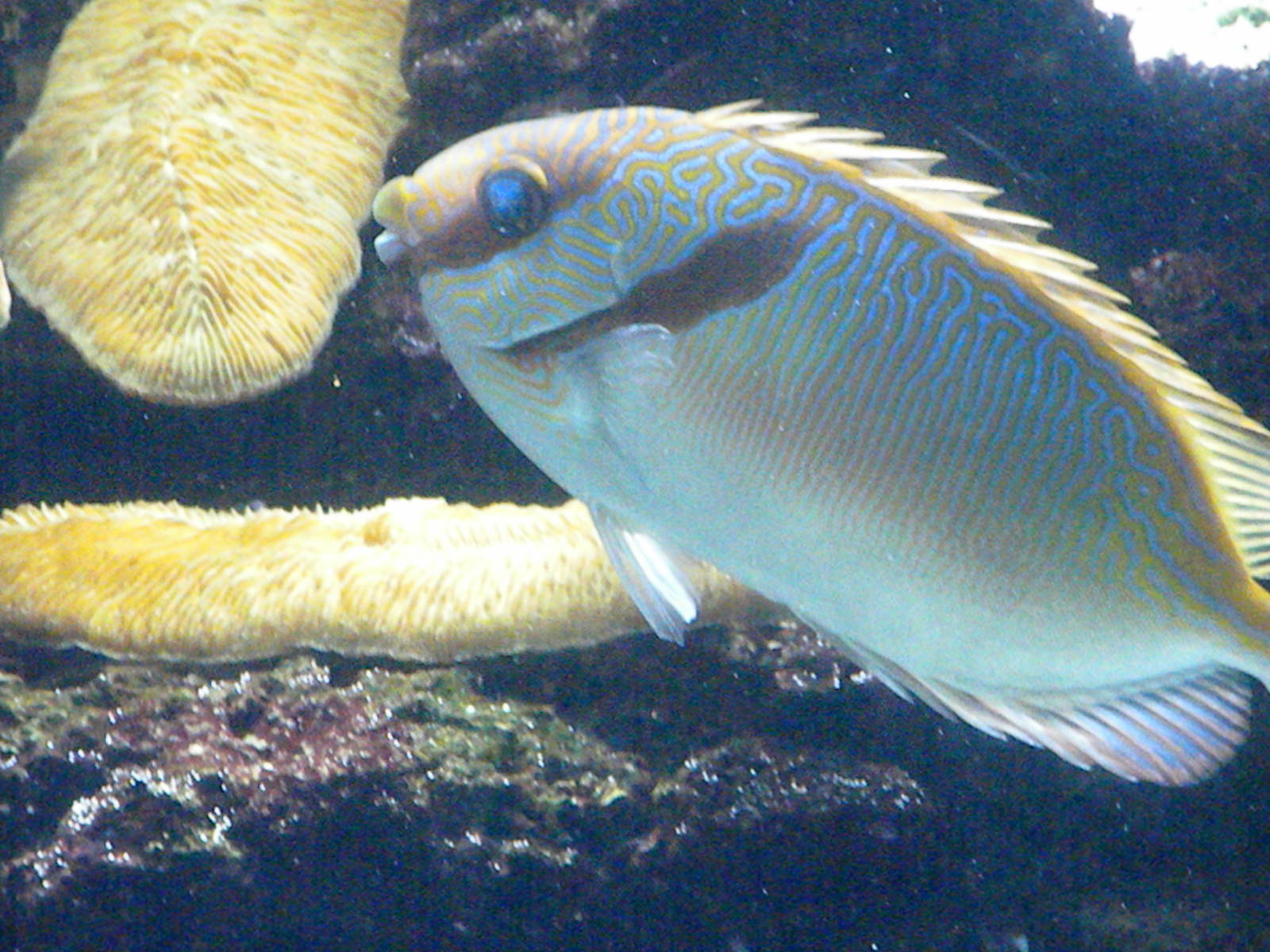 Two Barred Rabbitfish