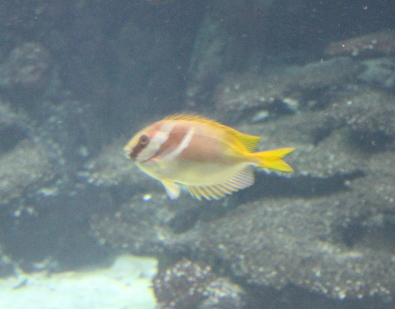 Two-Barred Rabbitfish