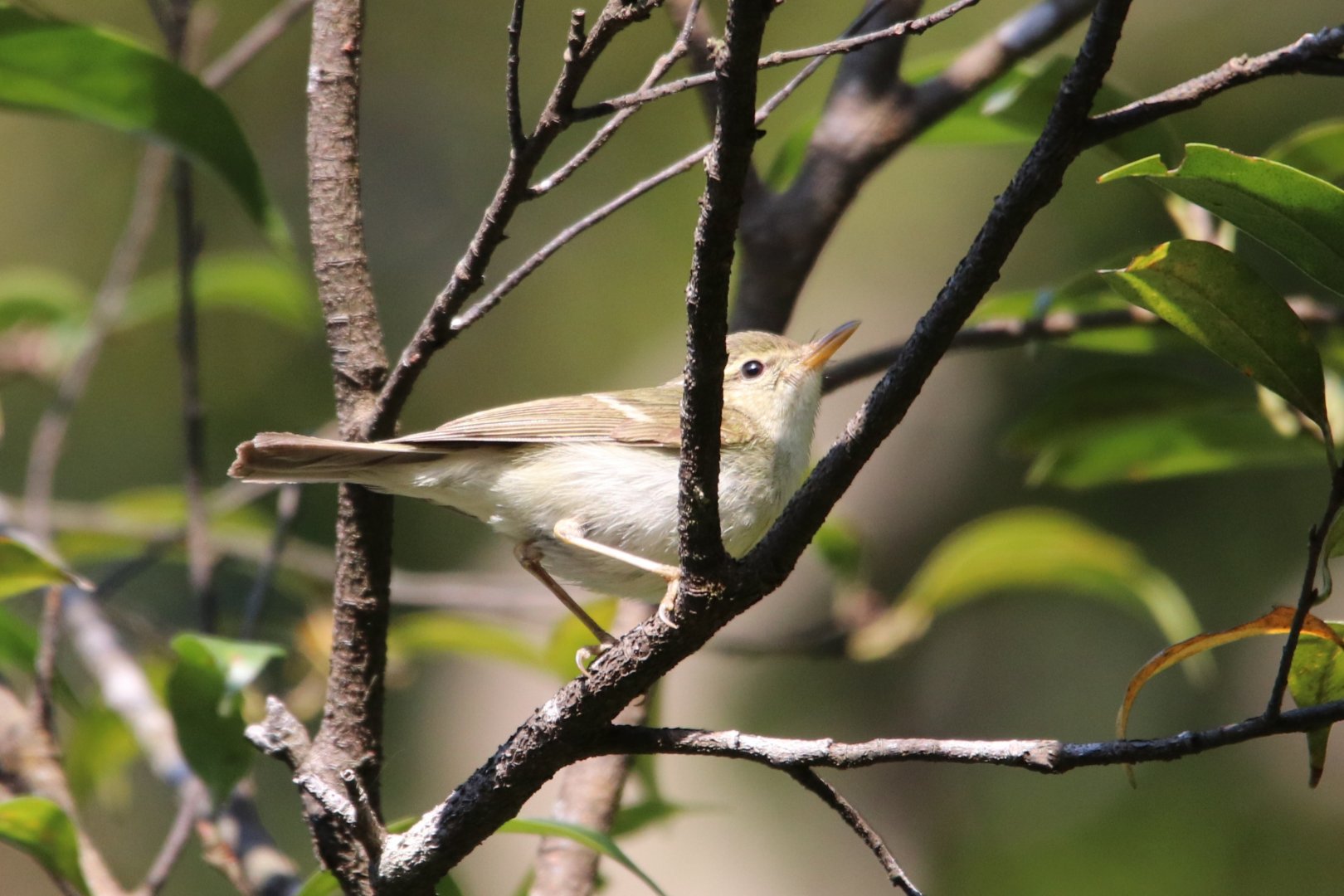 Two-barred Warbler (Phylloscopus plumbeitarsus)