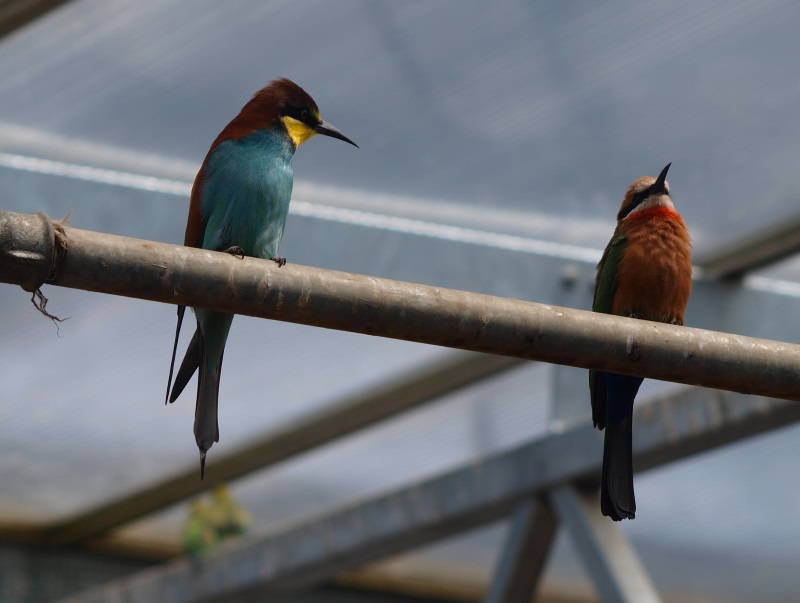 Two bee-eater species (April 19th, 2015)