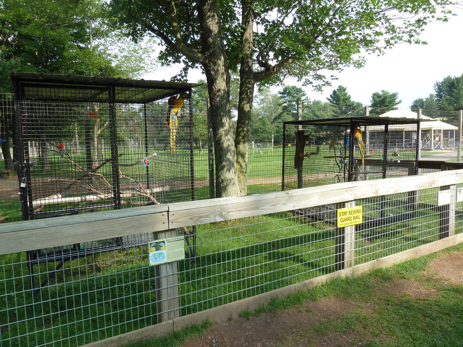 Two Bird Cages (3 Species)