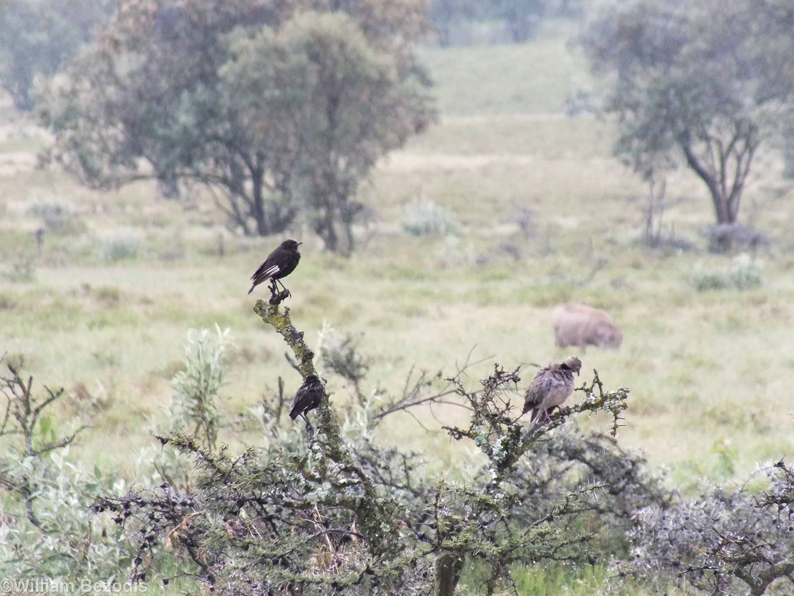 Two Bird Species and one Mammal - Hell's Gate National Park