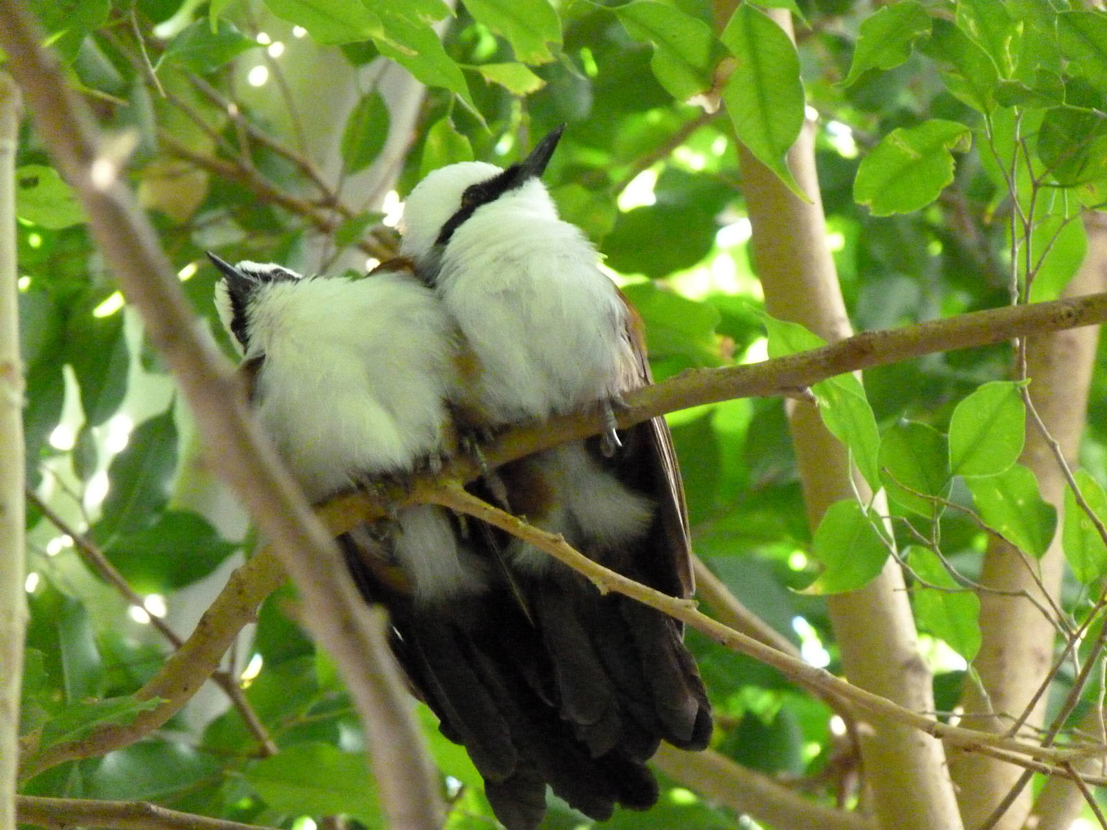 Two Birds of a Feather