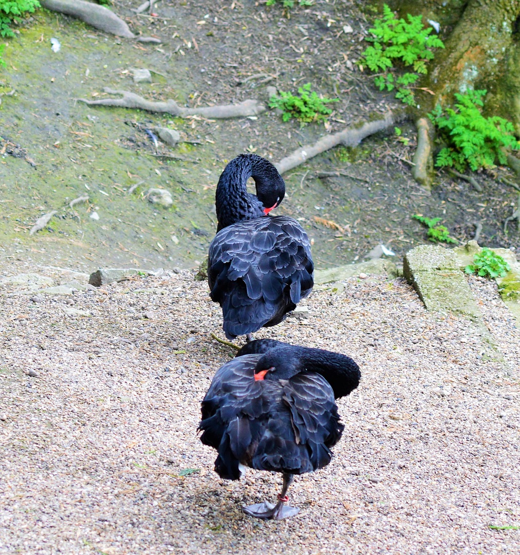 Two black swans