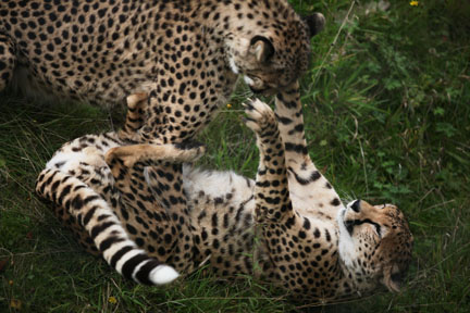 two cheetahs play fighting