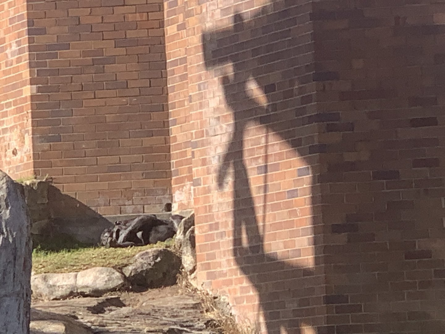 two Chimpanzees in corner