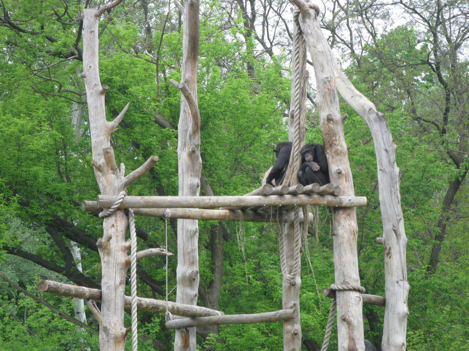 Two chimpanzees on platform