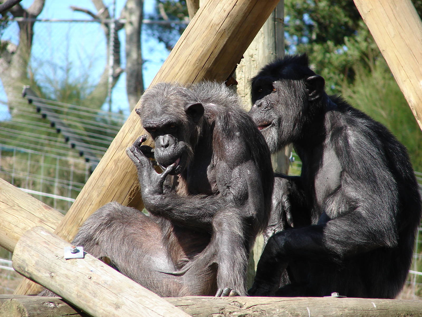 Two Chimps