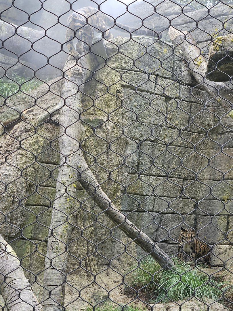 Two clouded leopards