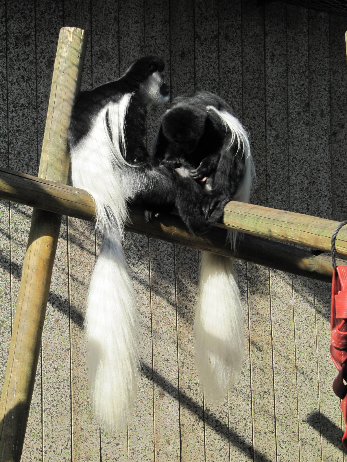 Two Colobus Monkeys on perch