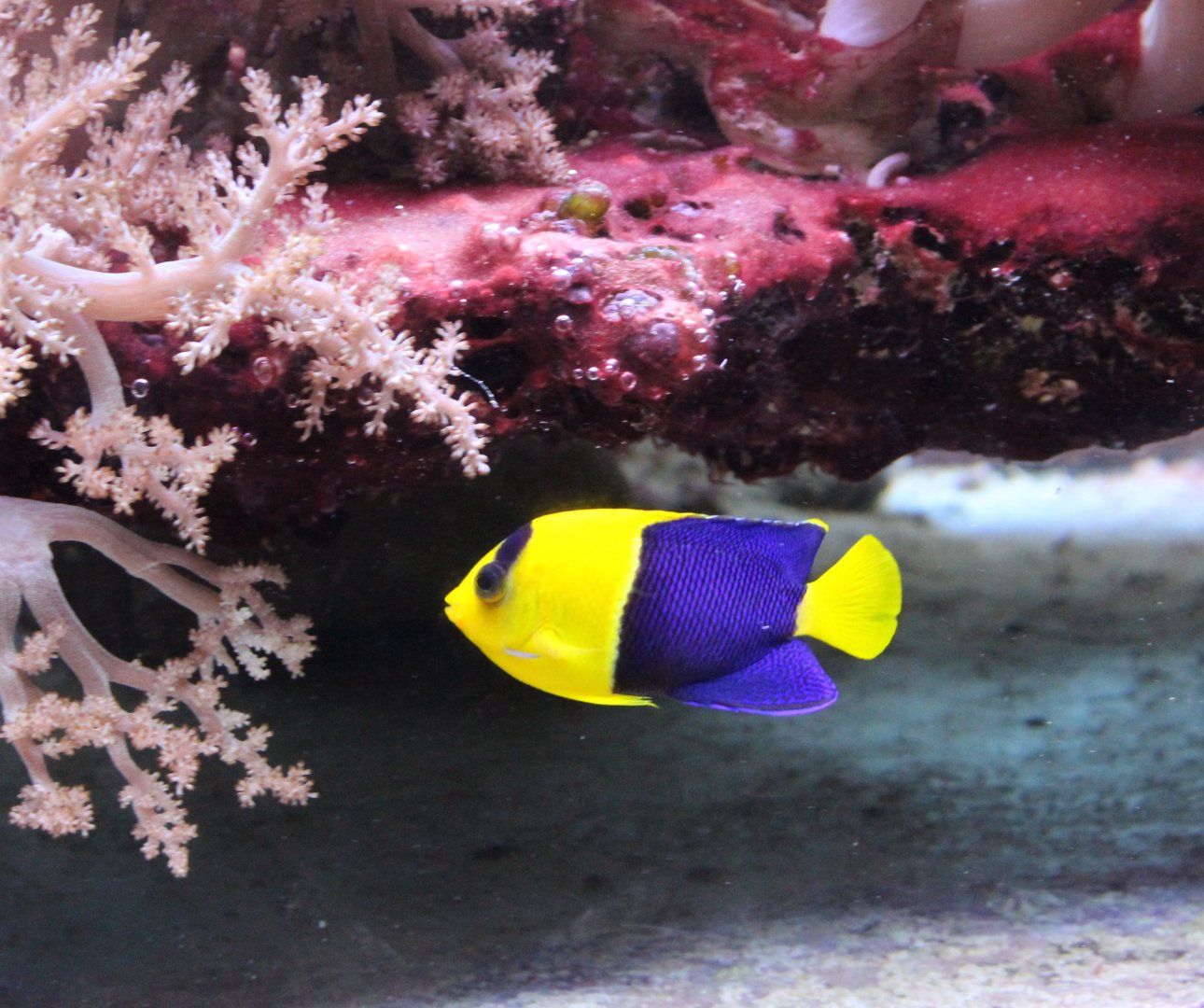 Two-colored dwarf angel - Centropyge bicolor