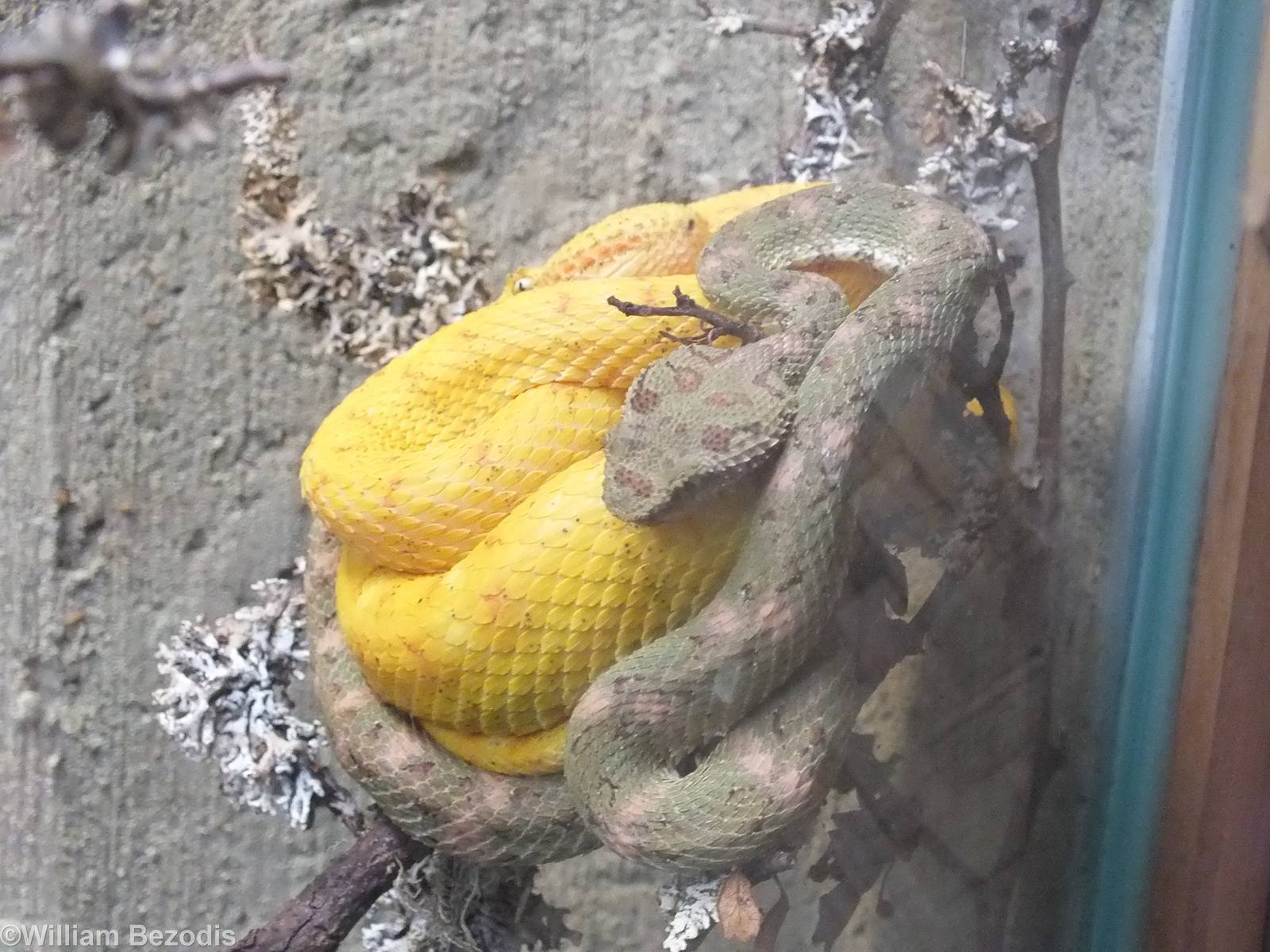 Two Colour Varieties of Eyelash Pit Viper