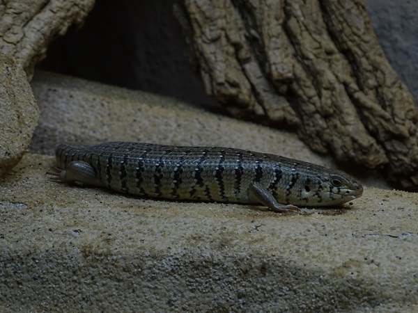 Two-coloured skink (Trachylepis dichroma)