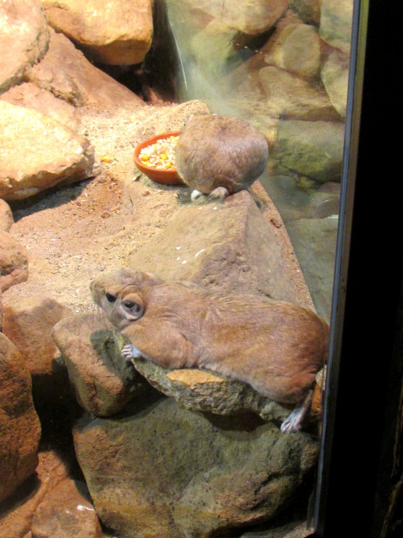 Two Common Gundis - July/2017