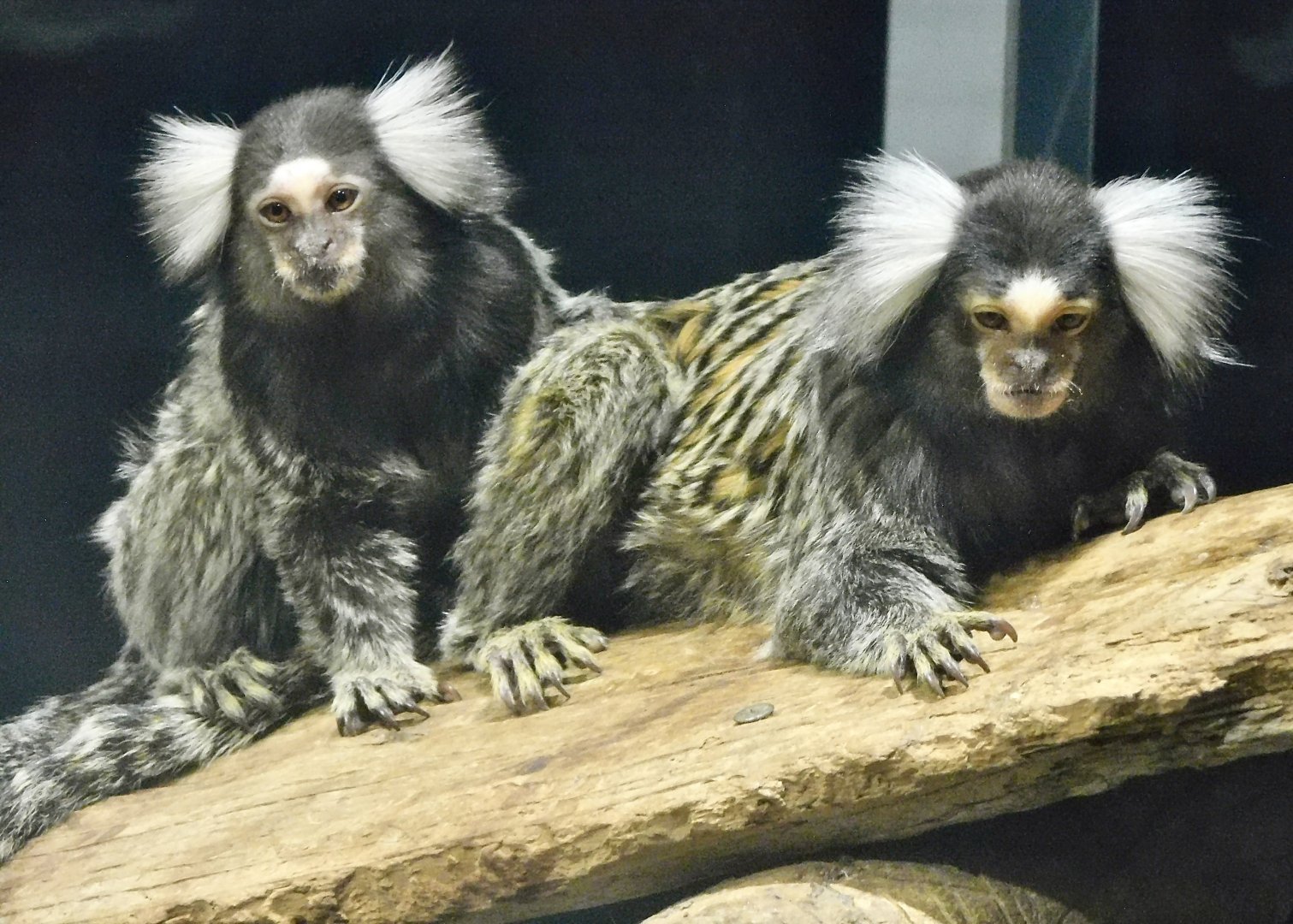 Two Common Marmoset (Callithrix jacchus) - Kawasui Kawasaki Aquarium November 19, 2025