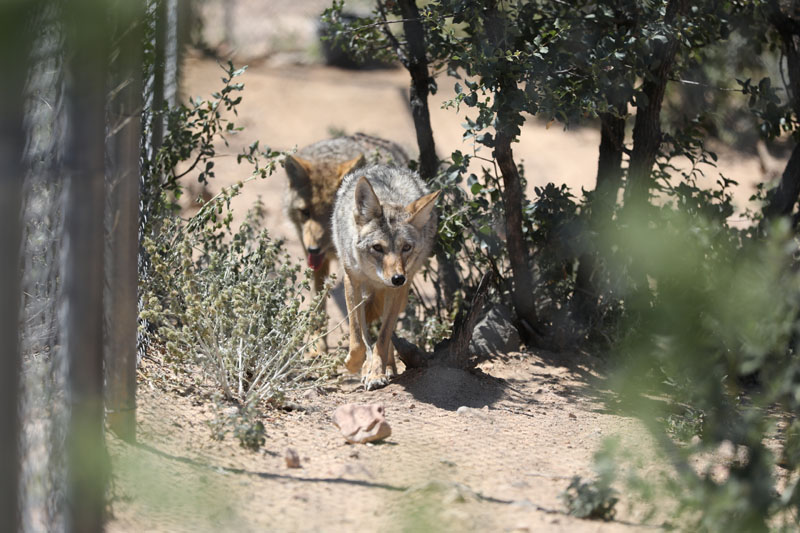 two coyotes