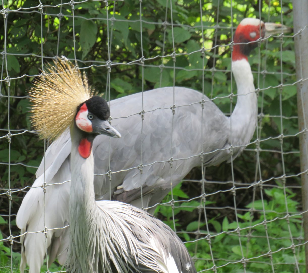 Two cranes, one photo