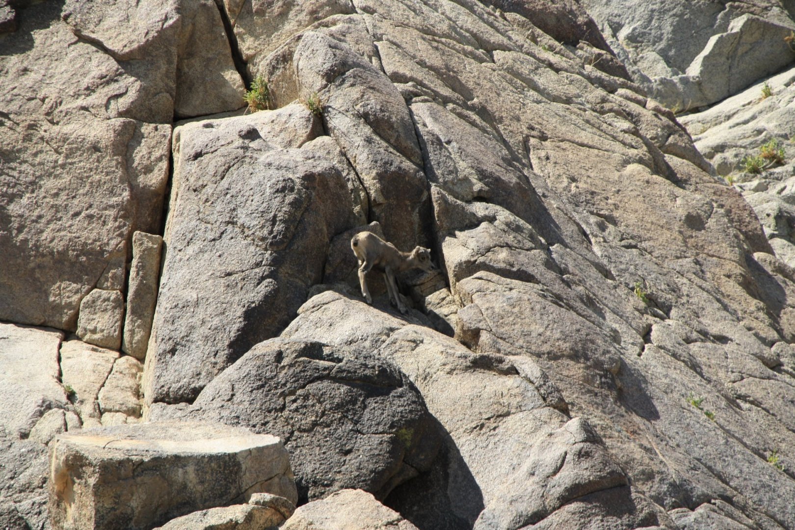 Two-Day-Old Desert Bighorn Sheep Lamb