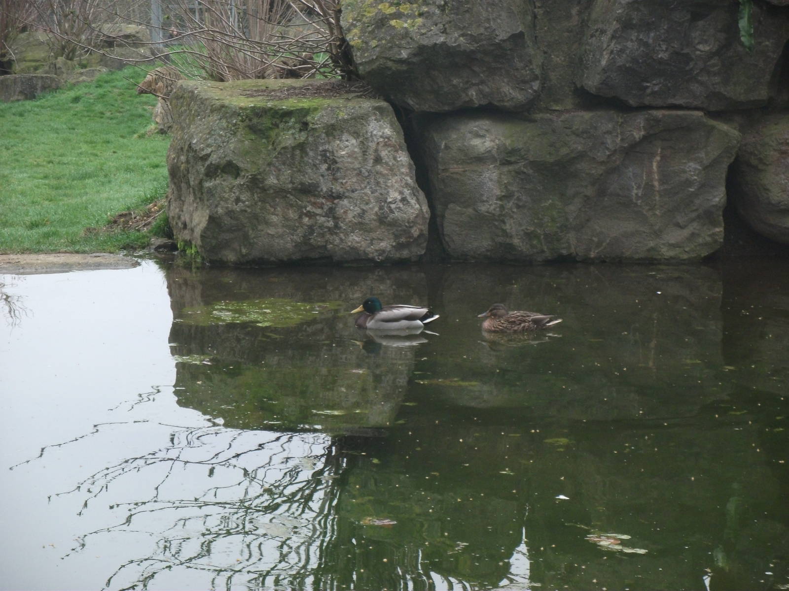 two ducks on the tiger pond