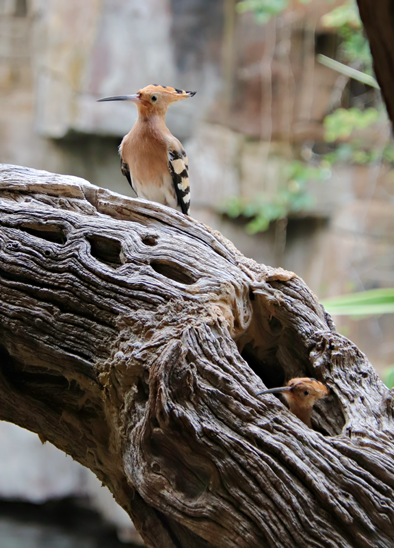 Two Eurasian hoopoes (Upupa epops epops)