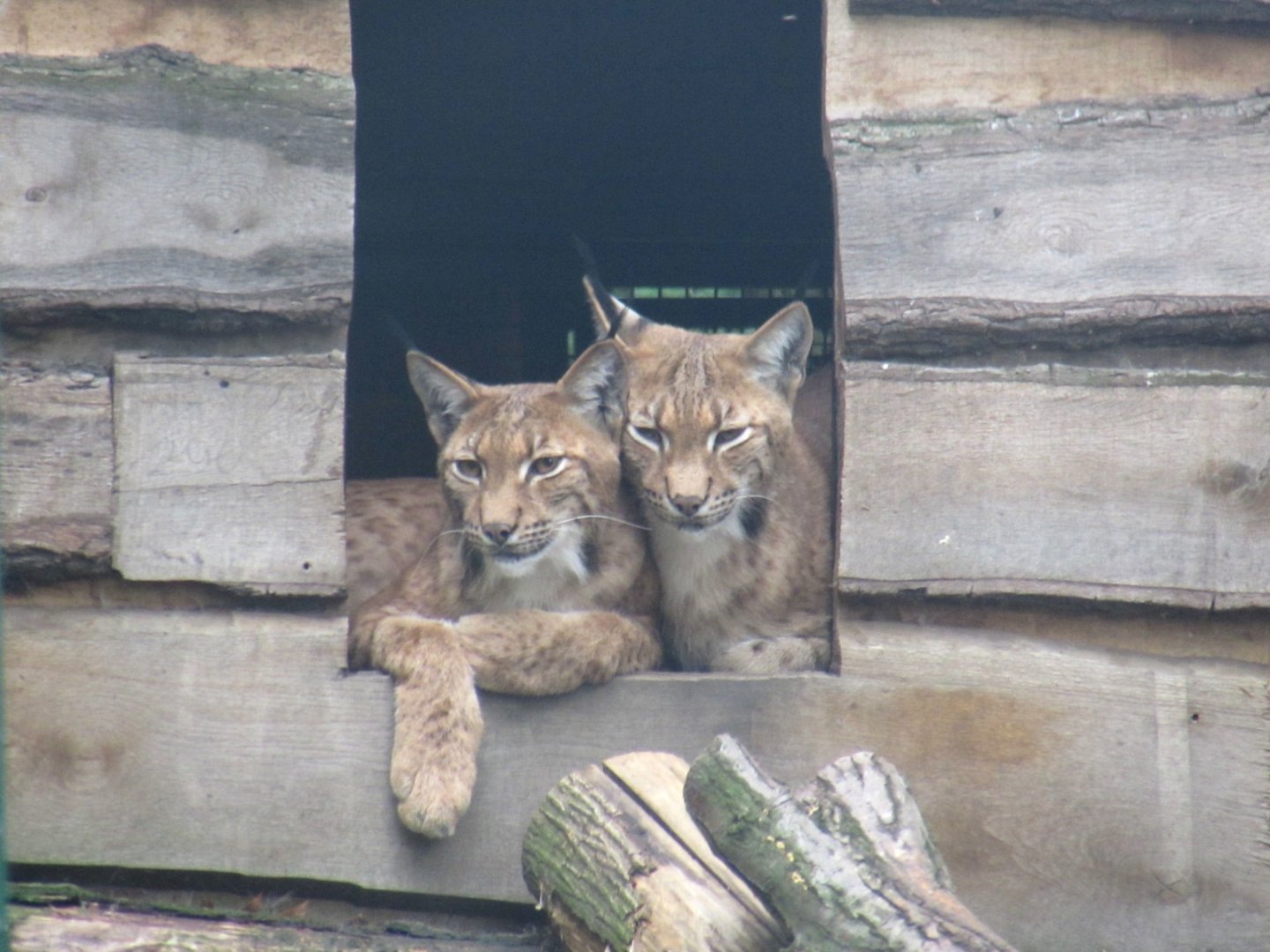 Two Eurasian Lynxes