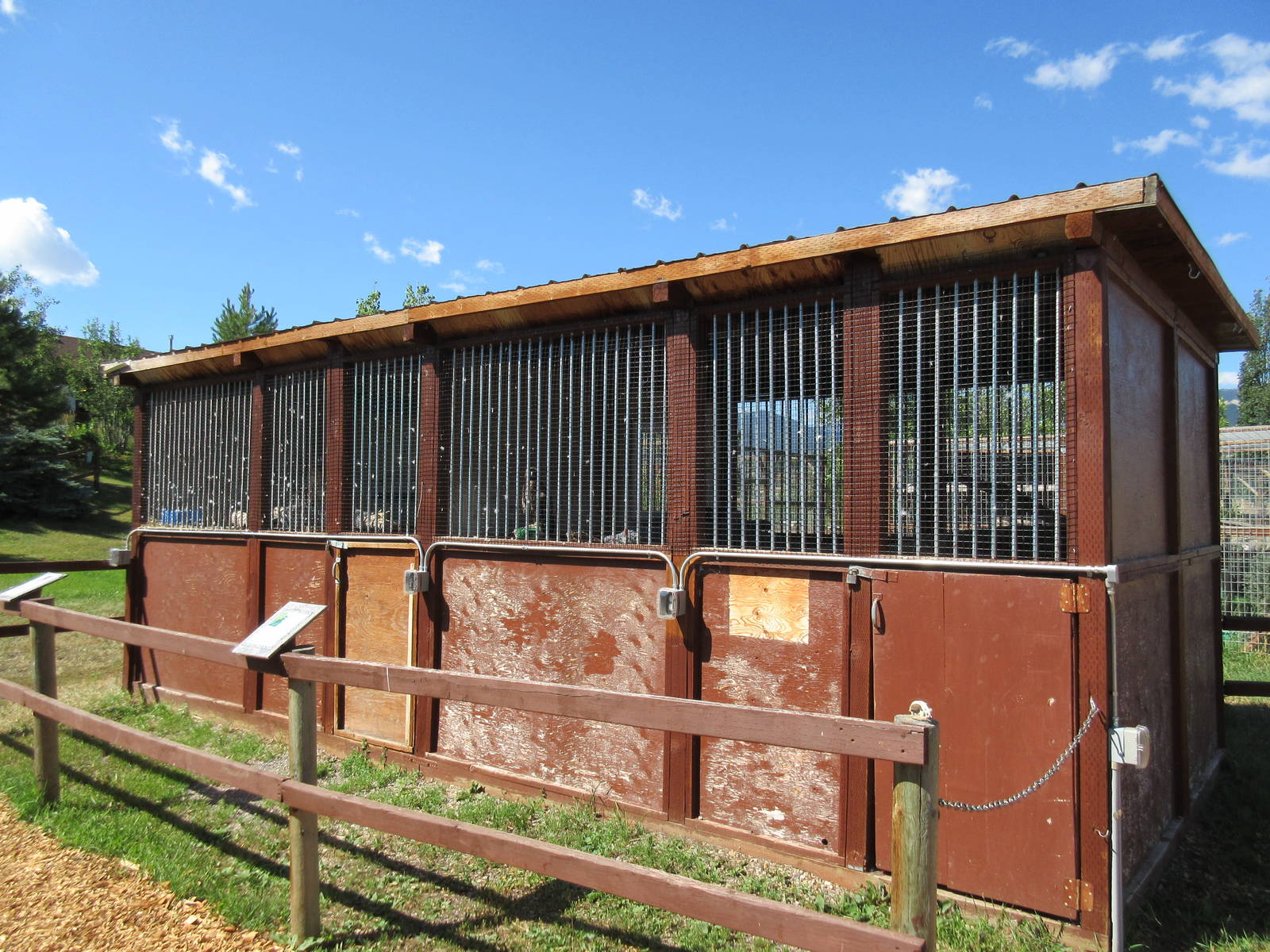 Two Exhibits: Red-Tailed Hawks
