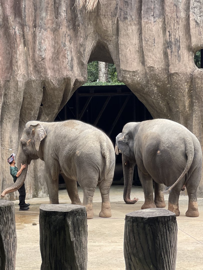 Two Female Asian Elephant in Zoo Negara
