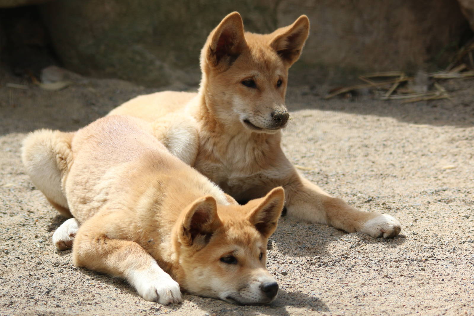Two female dingo pups