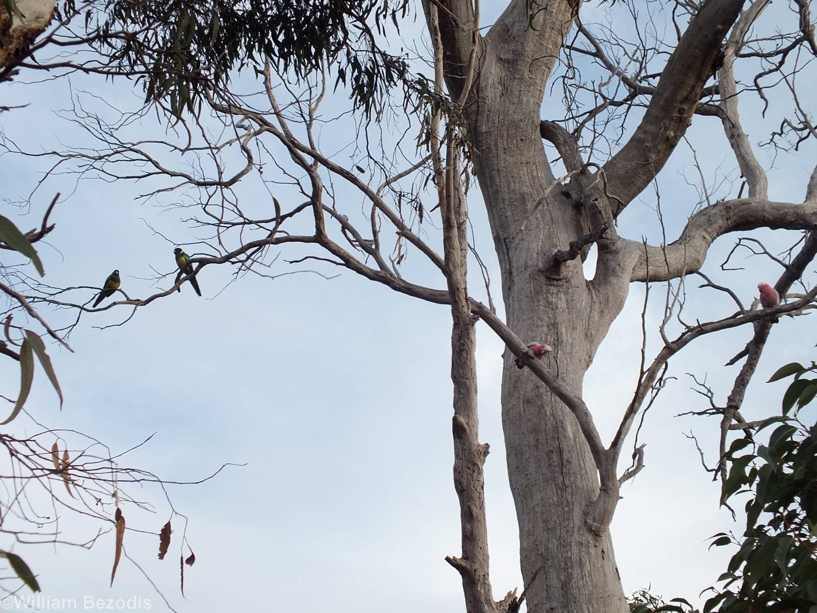 Two Galahs and Two Australian Ringnecks