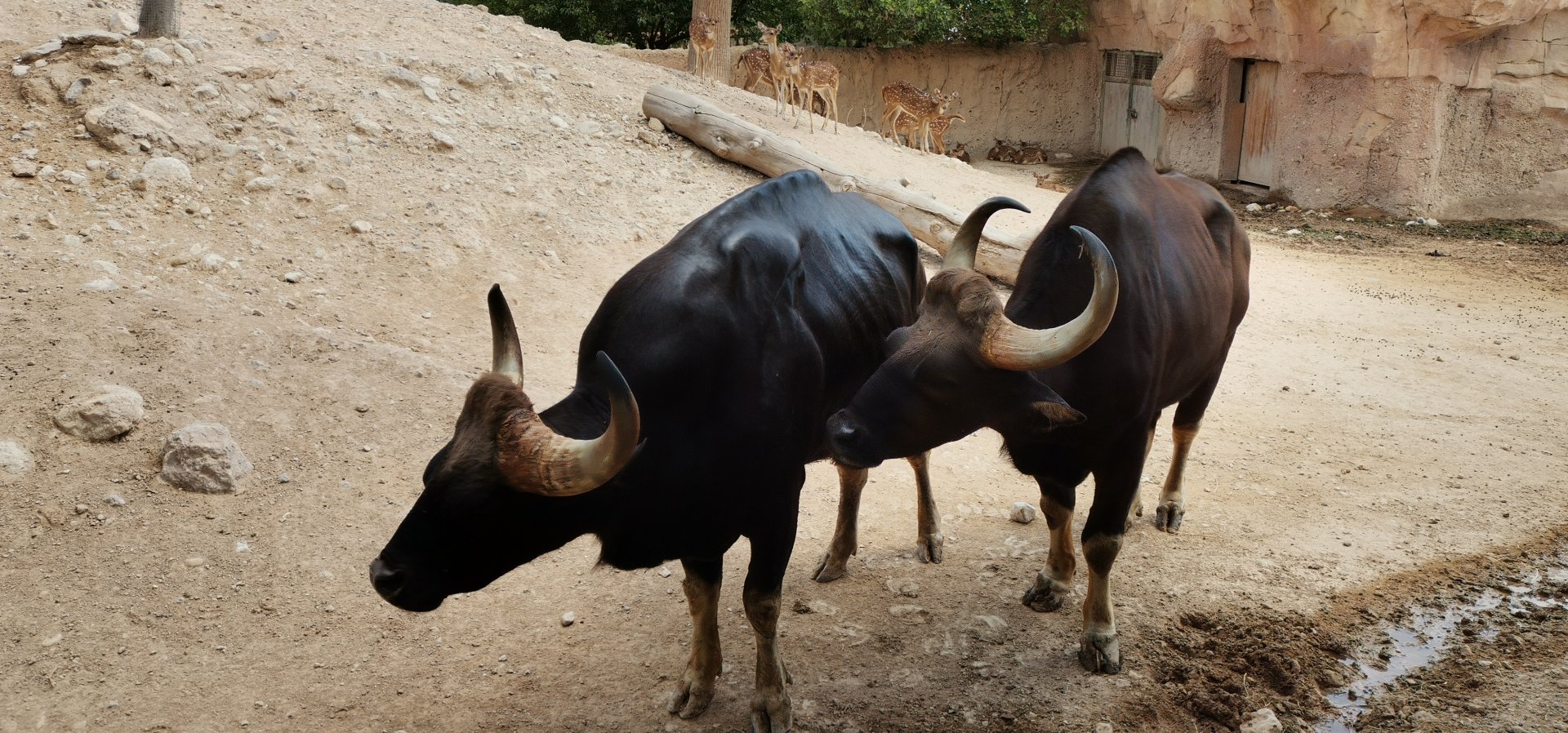 Two Gaur bulls, David and Goliath