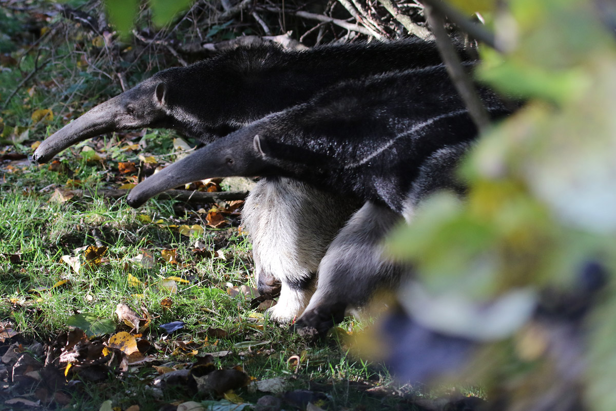 Two Giant Anteaters at Chester Zoo 28/10/18