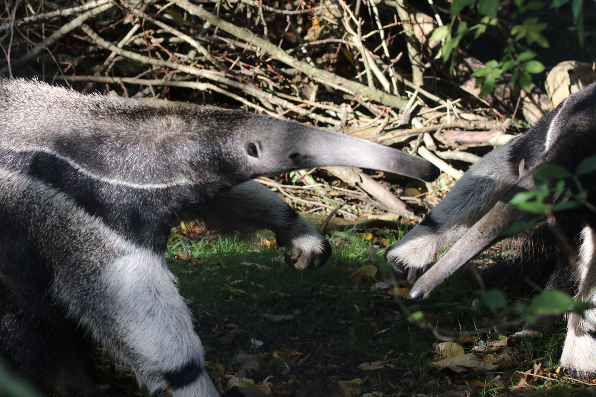 Two Giant Anteaters at Chester Zoo 28/10/18