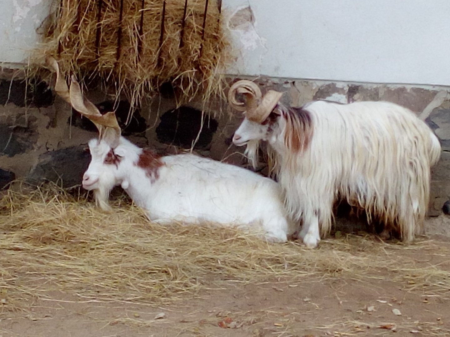 Two Girgentana goats, one with strange horns-10/22