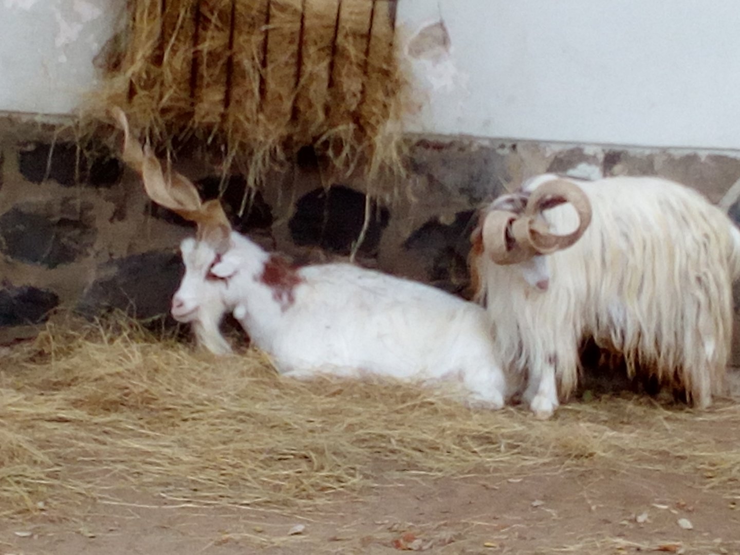 Two Girgentana goats, one with strange horns II.-10/22